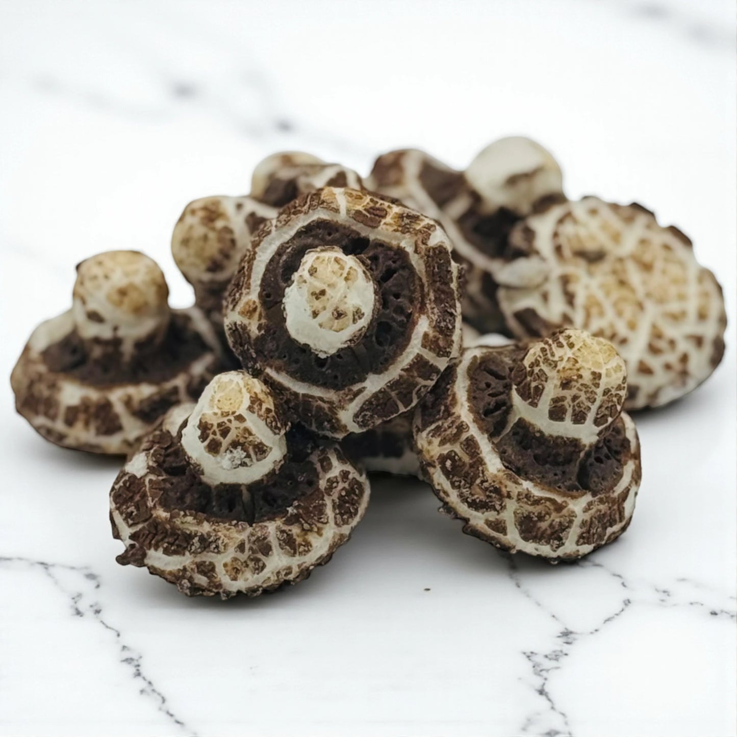 Shrooms Choc